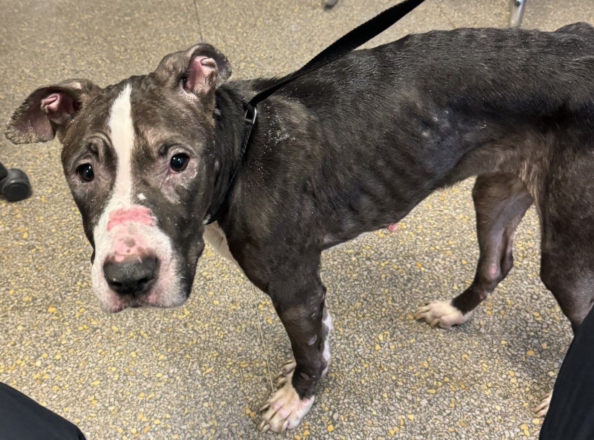 FAR ROCKAWAY WOMAN CHARGED AFTER EMACIATED, SICKLY DOG FOUND IN HER ...